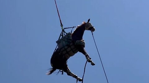Firefighters Rescue Elderly Horse With a Helicopter