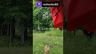 Stormy Night with the deer live