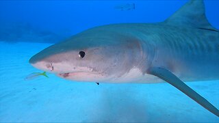 5 Foot Tiger Shark Severs Forearm