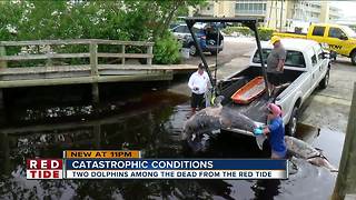 6 bottlenose dolphins found dead in Sarasota County in 24-hours