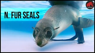 Northern Fur Seals at the New England Aquarium