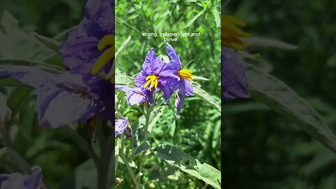 be a weed #motivation #motivational #flowers #garden #shortsfeed #shortvideo #shortsvideo