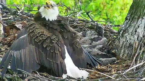 Hays Eagles Mom's Protective Wings from Intruder 4.29.23 11:52am