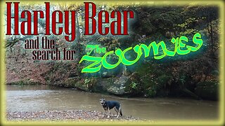Harley Bear and the search for the ZOOMIES #germanshepherd #dog