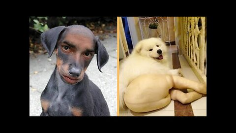 WORLD BEST FUNNIEST🤣 Dog vs men 🤣 funny video> Don't Try Laughing 🤣 clips