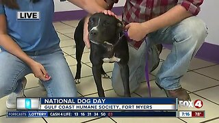 Gulf Coast Humane Society celebrates National Dog Day - 7am live report