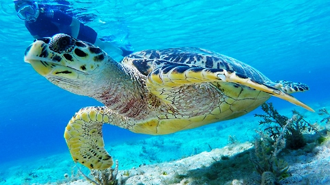 Curious sea turtle follows snorkelers for half an hour