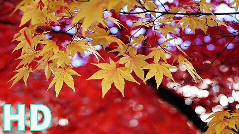 Majestic Maple Leaf: Autumn Nature Royalty-Free Stock Footage