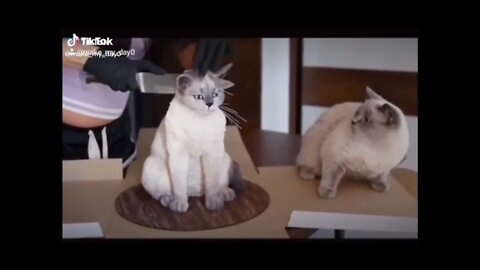 Funniest Cats reactions on Tiktok 2021