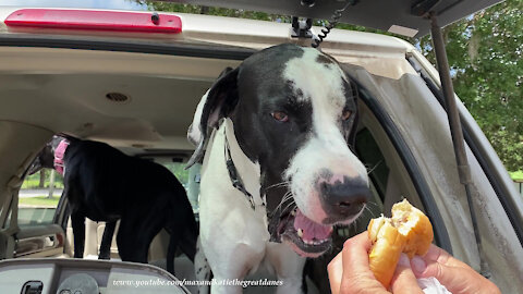 Happy Great Danes Love Going Out For Cheeseburgers
