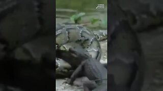 Pythons Devouring Everglades Wildlife in Florida