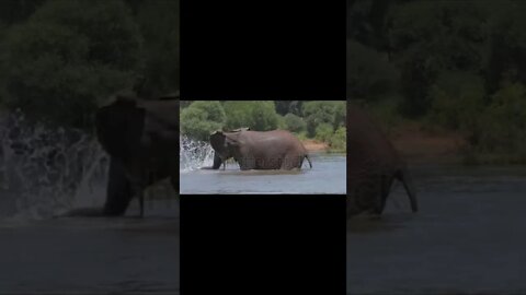 stock-footage-an-elephant-has-fun-splashing-around-in-a-water-hole-to-cool-down-on-a-hot-day