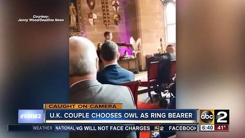 Ring bearer owl attacks best man at wedding