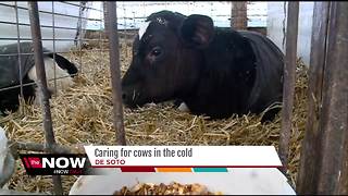 Caring for cows in the cold