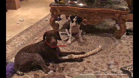 Talkative Great Dane Puppy Complains that Pointer is Chewing His Toy