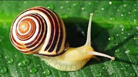 SNAIL MOVING