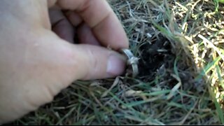 Season 2 , 101st hunt of 2012 finding a Silver Skull ring
