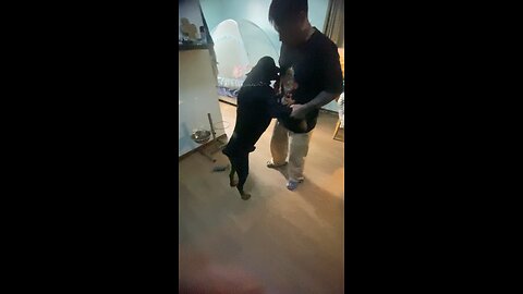 Doberman Dog Dances to Metal