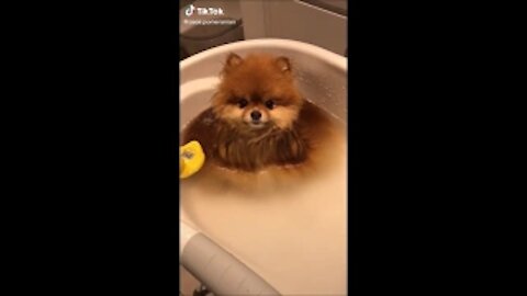 🤣Funny Dog Videos 🤣 Best dogs