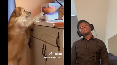 Animal TikTok Videos #9