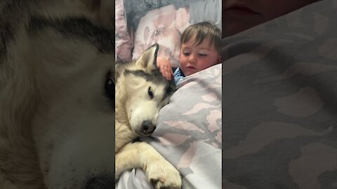 Husky Hurt Baby But Says Sorry With Cuddles!