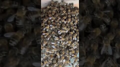 Brand new bee colony on brand new honeycombs #beekeepinglife #beeremoval