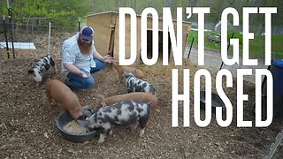 Tip For Buying Your First Homestead Pigs