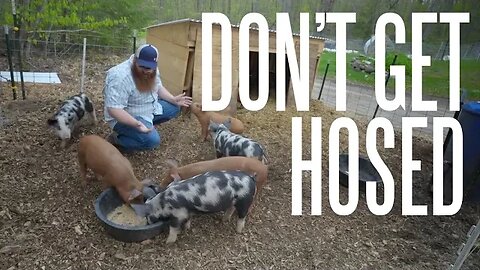 Tip For Buying Your First Homestead Pigs