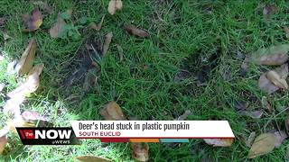 Deer's head gets stuck in plastic pumpkin