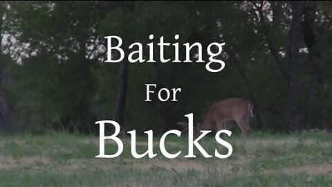 How to use Bait for Mature Bucks