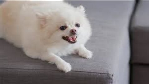 How Pomeranian Puppy Reacts When Seeing Stranger