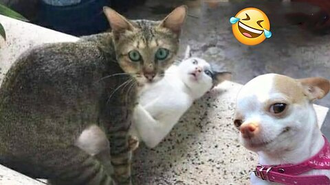 Funniest Cats and Dogs Videos 2024 - Unleash the Laughter with the Best Funny Animal Moments!