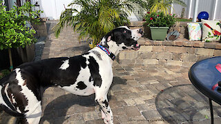 Neighbor Dog Is Surprised To Hear Great Danes Barking Not Chihuahuas