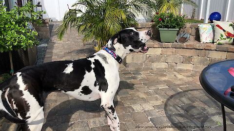 Neighbor Dog Is Surprised To Hear Great Danes Barking Not Chihuahuas