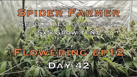 Day 42 flower Spider Farmer SE7000 Buy The Right Nutrients, MOST asked Question, Extend Flower Cycle