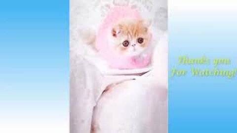 ( حيوانات اليفة مضحكة ) Cute Pets And Funny Animals Compilation #03# 💗SaSo Pets