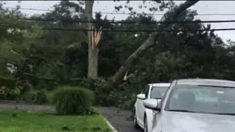 Une violente tempête fait tomber un arbre sur les lignes électriques