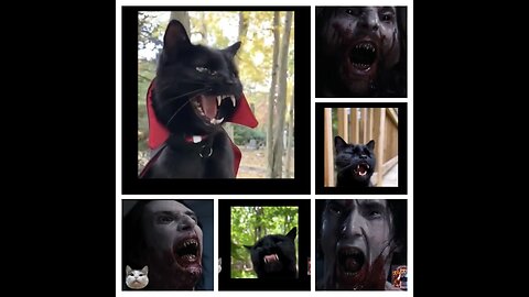 30 days of night & American Heist with Vampire Cats & Kittens with their Paws UP
