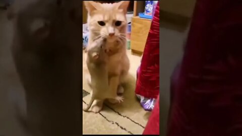 Cat funny videos || cat tiktok || cat instagram || cat training #short #shortbreak
