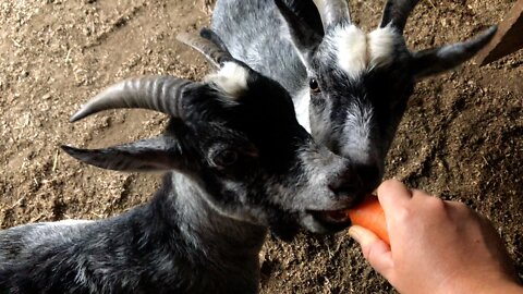 2 Goats 1 Carrot