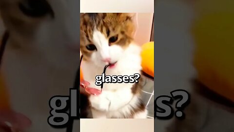 What Do YOU THINK of this CAT 😱 | Wholesome Moments