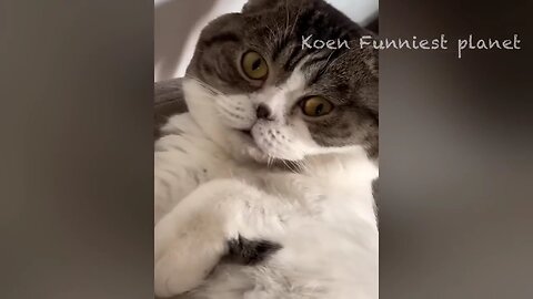 Funny animal videos viral 2024