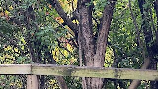 Chipmunk and Cardinals