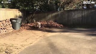 Hund leker seg i en løvhaug!