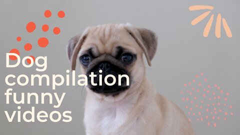 Dog compilation funny videos