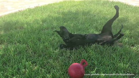 Playful Great Dane Does Somersaults With Jolly Balls