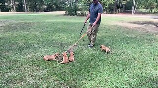 Pups of Frankie-Bomp x Rosebud at 6 wks