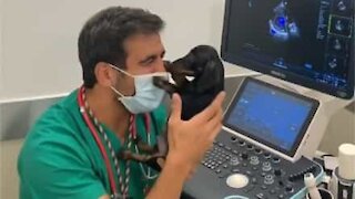 Vet enjoys tail-wagging affection from his patients