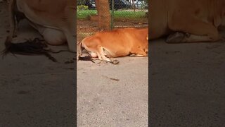 🐮 A Cow resting and munching alongide the road.