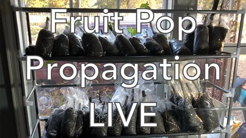 🍎Fruit Pop Propagation🍈